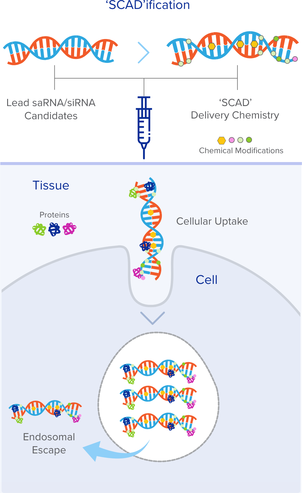 Scientific illustration showing SCAD™ system