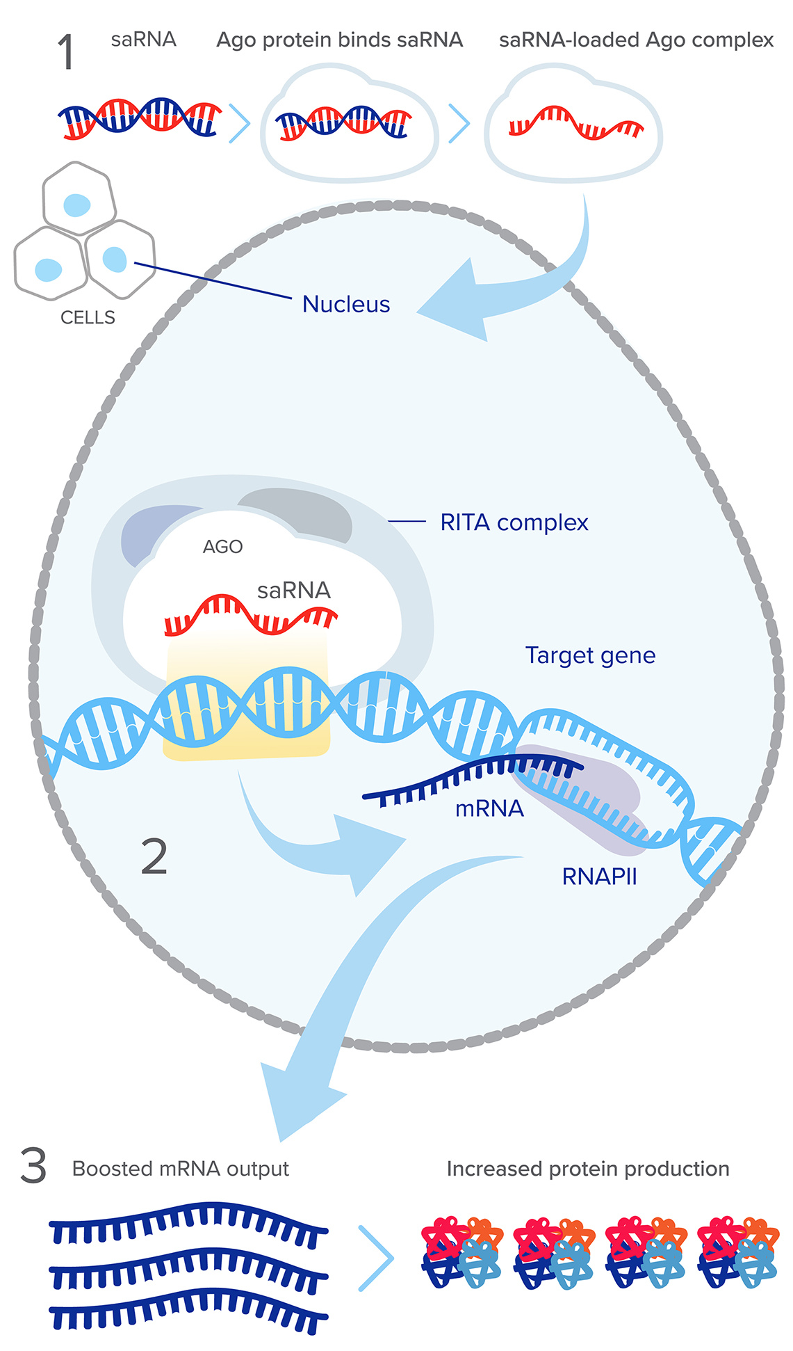 Scientific illustration showing Mechanism of RNAa in 3 stages: Input, systems, and ouput